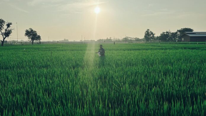 sawah
