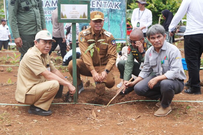 agroforestry